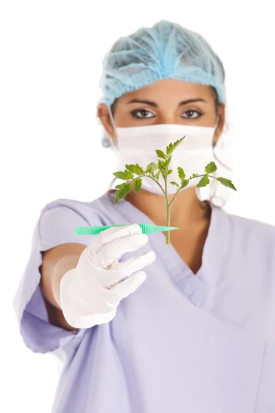 Researcher showing tomato stem — Stock Photo, Image
