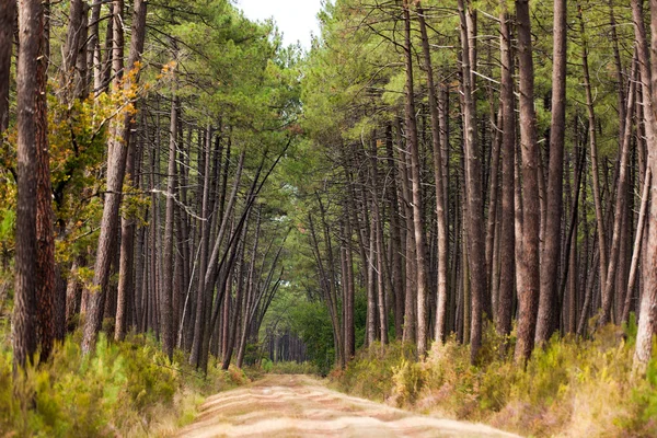 stock image European pine tree forest