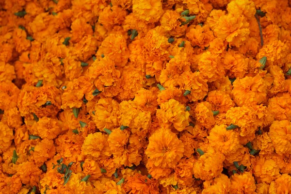 Marigold background — Stock Photo, Image