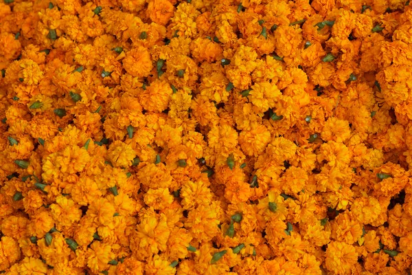 Marigold background — Stock Photo, Image