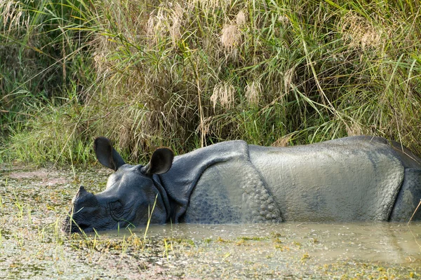 Wild Rhinoceros unicornis — Stock Photo, Image