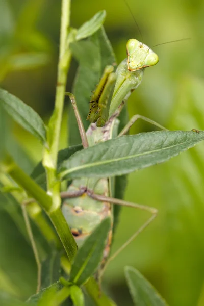 Mantis religiosa verde —  Fotos de Stock