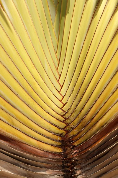 Сердце странствующей пальмы — стоковое фото