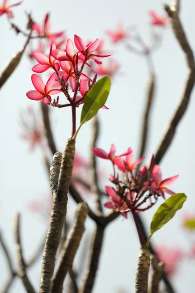 Frangipani bloem en tak — Stockfoto