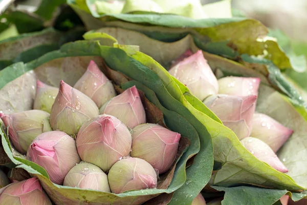 Pink lotus buds — Stock Photo, Image