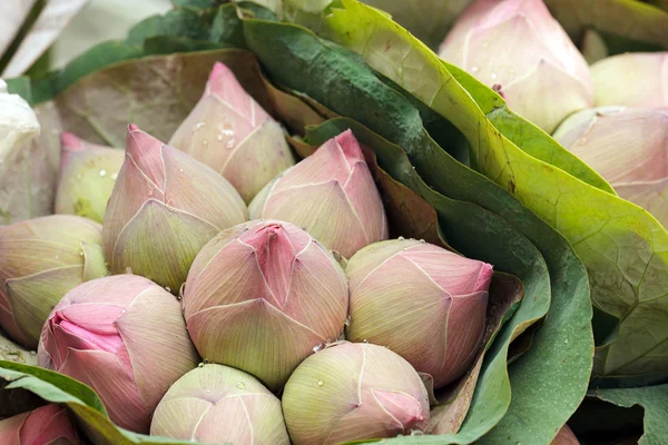 Lotus bud bouquet — Stock Photo, Image