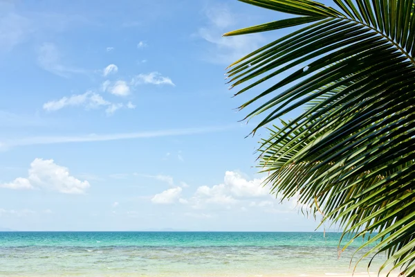 Palmy a pláž — Stock fotografie