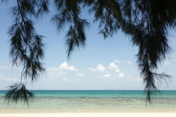 Тропический пляж и дерево — стоковое фото