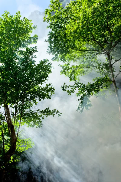 热带森林风光 — 图库照片