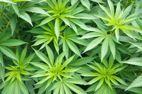 Marijuana växt Royaltyfria Stockbilder