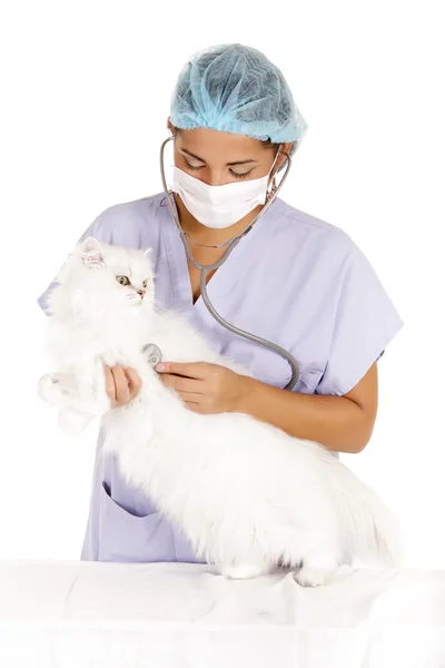 Veterinární vyšetřující kočka — Stock fotografie