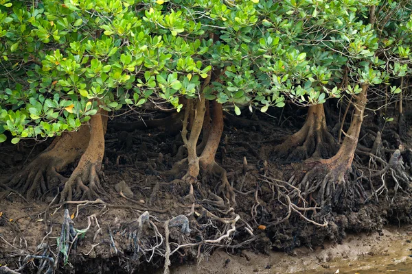 Mangrove träd — Stockfoto