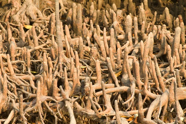 Radici di mangrovie — Foto Stock