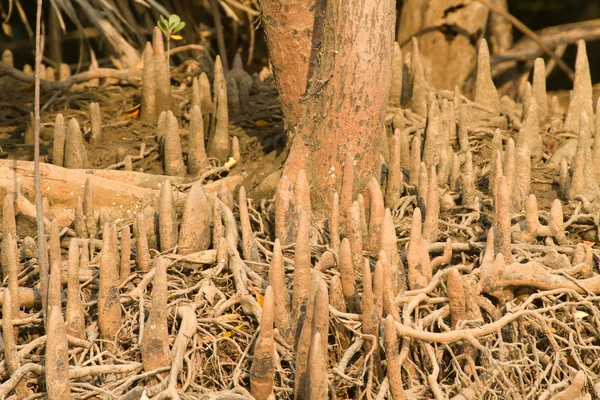 Mangrovové kořeny — Stock fotografie