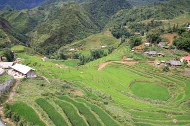 kedi kedi köyde sapa, vietnam, yeşil teraslı pirinç tarlaları