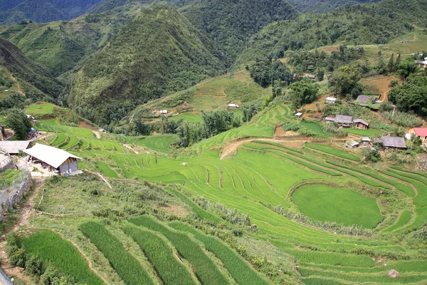 Gröna terrasserade risfält på cat cat village i sapa, vietnam — Stockfoto