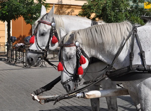 Cavalo em Cracóvia, Cracóvia - Polónia — Fotografia de Stock