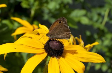 Rudbeckia sarı - kelebek çiçek üzerinde besleme