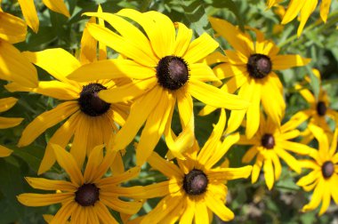 Rudbeckia yellow - black flower clipart