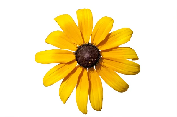 Rudbeckia żółty kwiat białe tło — Zdjęcie stockowe