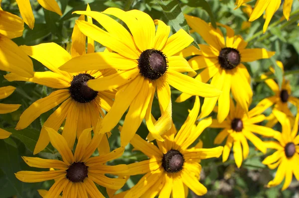 stock image Rudbeckia yellow - black flower