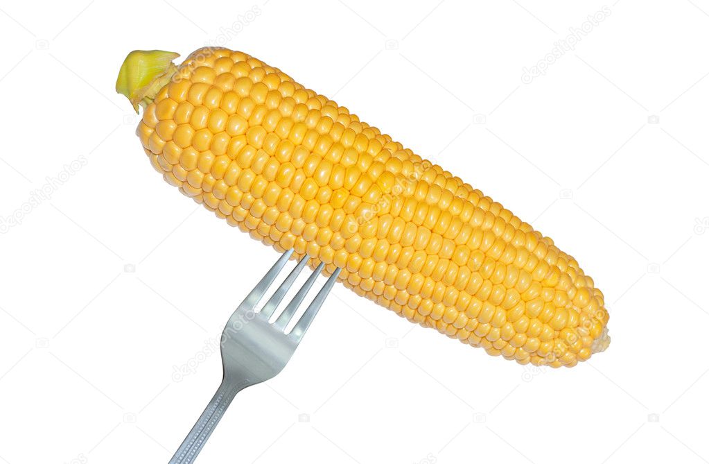 Big corn cob with fork isolated on white