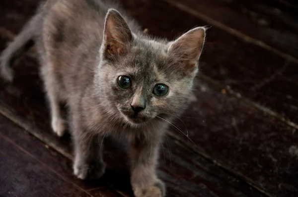 şirin kedi yavrusu