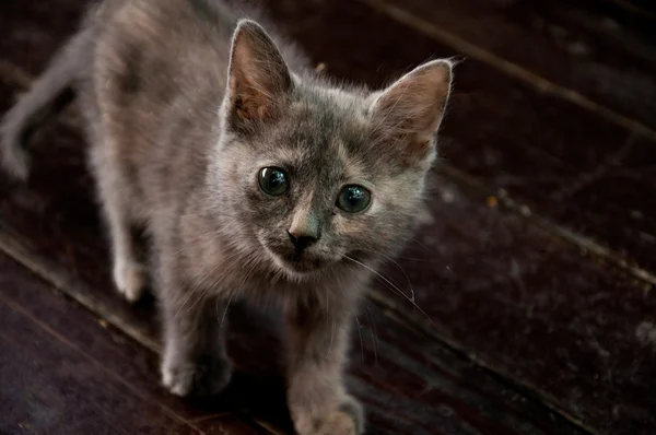 かわいい子猫 ロイヤリティフリーのストック画像
