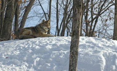 Winter coyote clipart