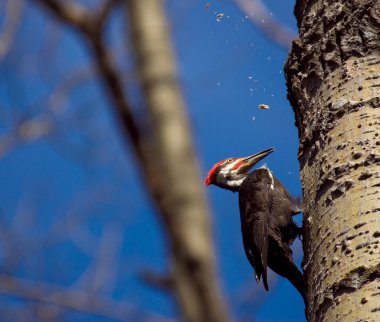 Woodpecker clipart