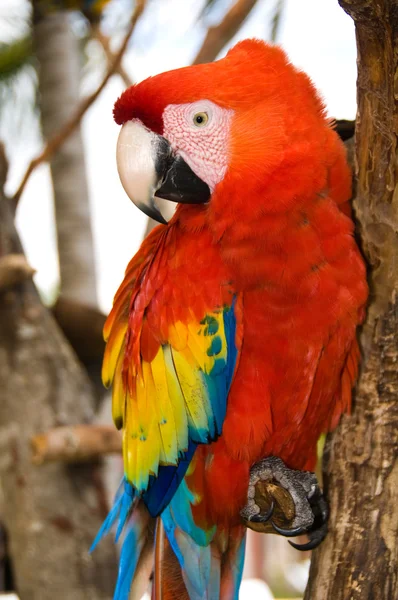 Röd papegoja — Stockfoto