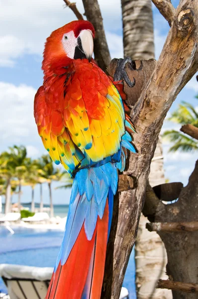 Roter Papagei — Stockfoto