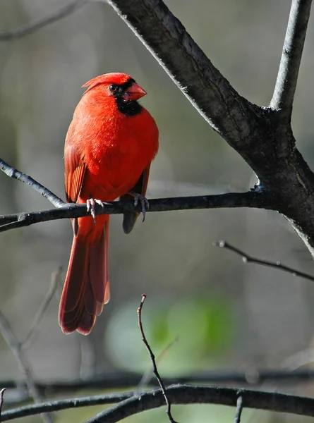 Cardinal bird — Stock Photo, Image