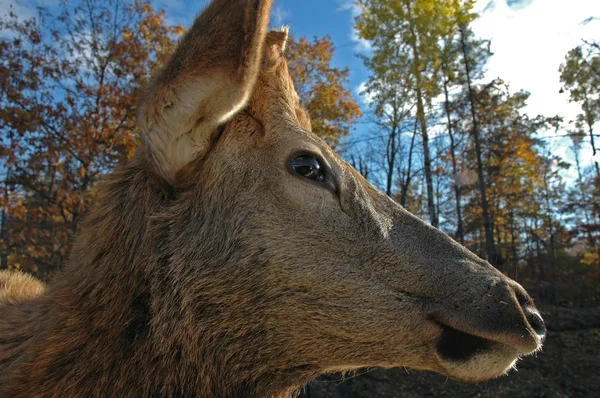 Ελαφιών elk — Φωτογραφία Αρχείου