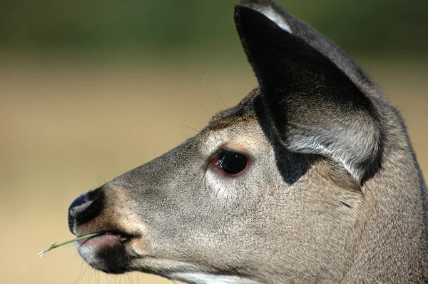 Geyik geyik — Stok fotoğraf