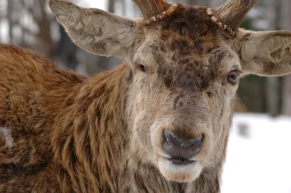 Ελαφιών elk — Φωτογραφία Αρχείου