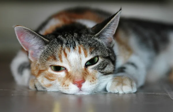 Cat pet — Stock Photo, Image