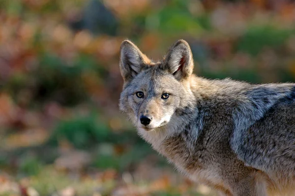 Coyote selvatico — Foto Stock