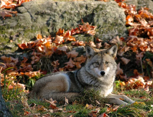 Dziki kojot — Zdjęcie stockowe