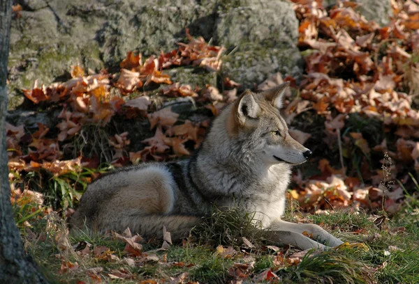 Wild Coyote — Stock Photo, Image