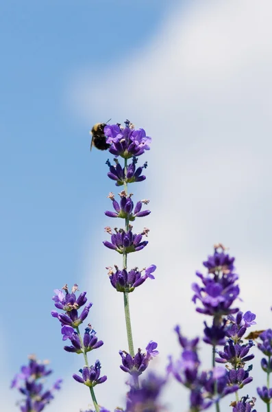 Lavender sky — Stock Photo, Image