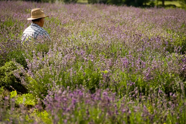 Stock image Man in lavender field