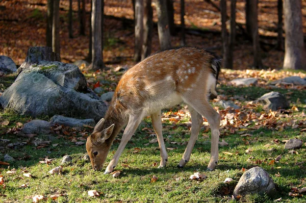 Bambi Foto Stock Royalty Free