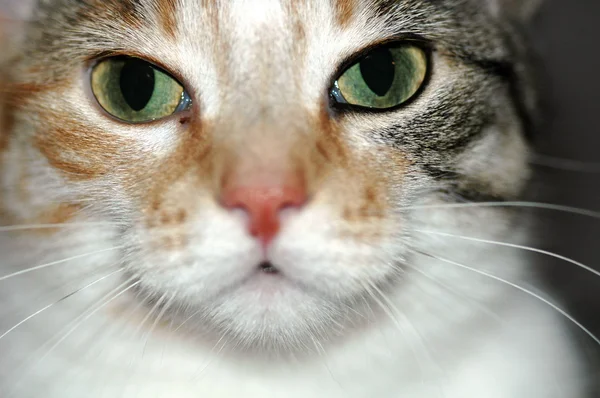 Gato mascota Imagen de archivo