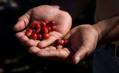 Coffee Beans clipart