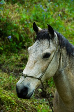 Grey Horse clipart