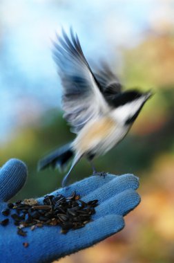 Chickadee clipart