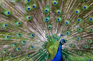 Peacock clipart