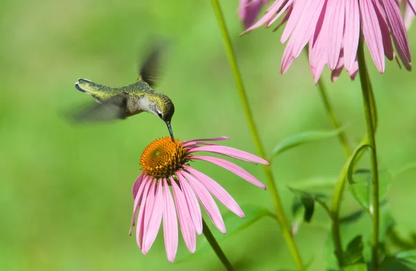 Hummingbird — Stock Photo, Image