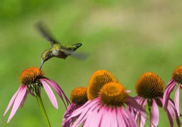 Kolibrie — Stockfoto